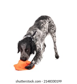 Young Black And White Brittany Spaniel With A Hunting Cap On White Background