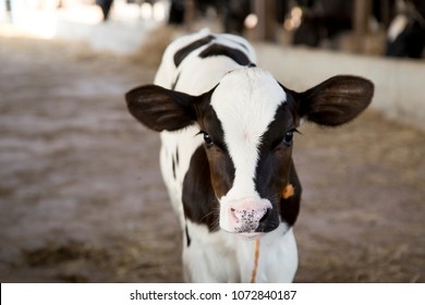 Молодой черно-белый теленок на молочной ферме. Корова новорожденная