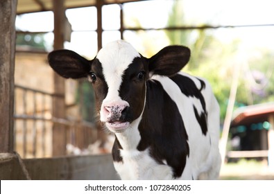 Young black and white calf at dairy farm. Newborn baby cow