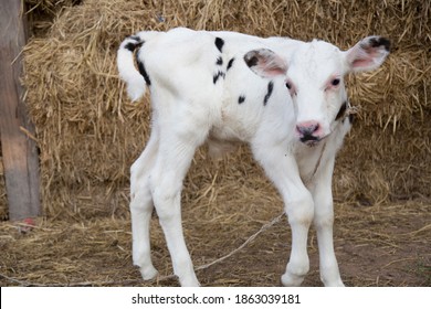 https://image.shutterstock.com/image-photo/young-black-white-calf-dairy-260nw-1863039181.jpg