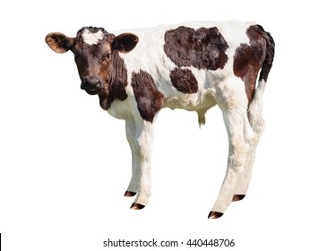 Young Black And White Calf Isolated On White Background. Newborn Baby Cow