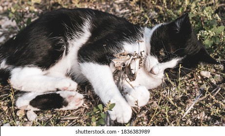 Young Black And White Cat Holds Between The Paws Some Bones Of A Dead Bird,closeup