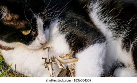 Young Black And White Cat While Play With Some Bones Of A Dead Bird,extreme Closeup