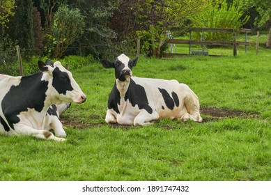 Young Black And White Holstein Cow Is Lying On A Pasture In The District Weseramarsch (Germany) And Makes A Funny Face