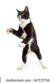 Young Black White Tuxedo Cat Standing Stock Photo 547172758 | Shutterstock