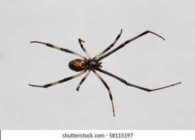 2,995 Young black widow Images, Stock Photos & Vectors | Shutterstock