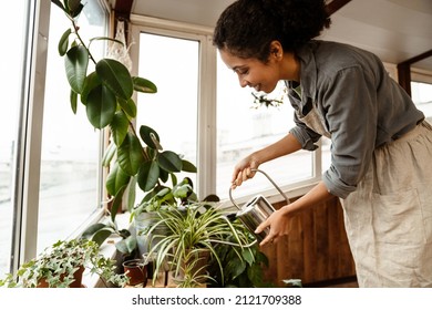 Young Black Woman Wearing Apron Watering Plants By Window In Home