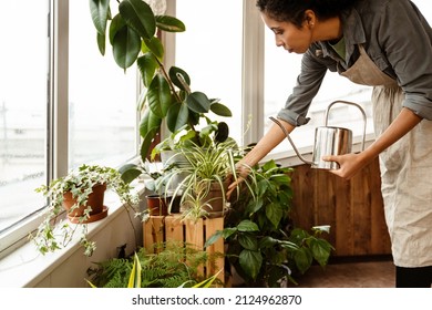 Young Black Woman Wearing Apron Watering Plants By Window In Home