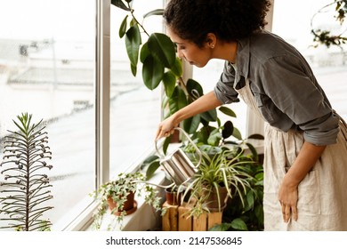 Young Black Woman Wearing Apron Watering Plants By Window In Home