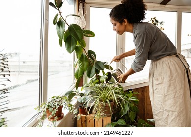 Young Black Woman Wearing Apron Watering Plants By Window In Home