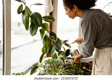 Young Black Woman Wearing Apron Watering Plants By Window In Home