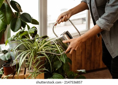 Young Black Woman Wearing Shirt Watering Plants By Window In Home