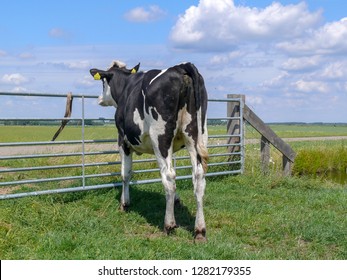 Young black-and-white cow looks out over a fence, seen from behind, in a Dutch farmer's landscape, with blue sky with a few white clouds.

