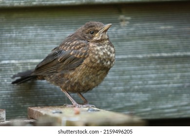 A Young Blackbird In A Messy Garden
