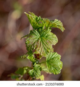 Young Blackcurrant Leaves, The First Tender Spring Leaves On A Tree Branch.