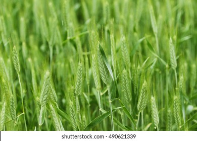 Young Blade Of Triticale On A Green Field