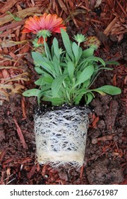 A Young Blanket Flower Plant With Severely Bound Roots