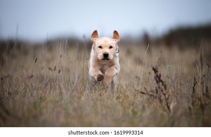 Young Blond Labrador Puppy Running Through The Field 