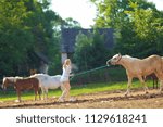 Young blond woman with long hair, cowboy in a pen with horses on the ranch