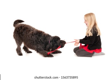 Young Blonde Girl Laughing While Playing Tug Of War With Black Labradoodle. Isolated On White Studio Background