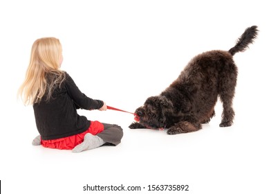 Young Blonde Girl Playing Tug Of War With Black Labradoodle On A Red Leash. Isolated On White Studio Background