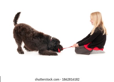 Young Blonde Girl Smiling While Playing Tug Of War With Black Labradoodle. Isolated On White Studio Background