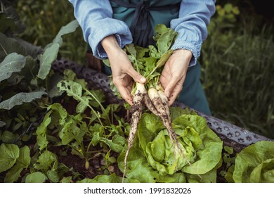 young blonde pretty woman with blue shirt and green apron harvesting white elongated icicle radishes from vegetable patch, high patch and is happy
