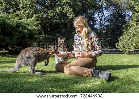 Young blonde woman is feeding Kangaroo in a park. Exchange student in Australia. People interacting with kangaroo at zoo. France.