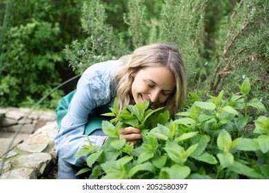 Young Blonde Woman Harvesting Herbs, Rosemary, Mint In Her Garden And Is Happy