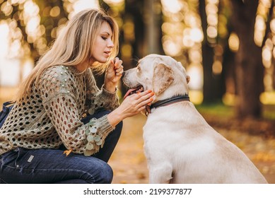 A Young Blonde Woman Is Playing In The Autumn Park With Her Labrador. Evening Walk With A Labrador. Love For Pets.