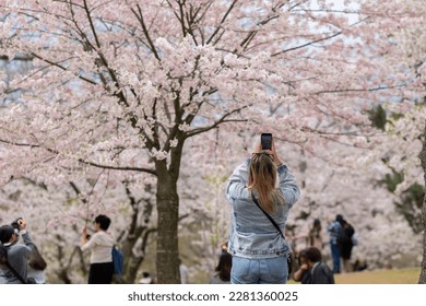 Young blonde woman taking pictures of cherry tree branches with white and pink flowers in full blossom. Selective focus, blurred background, shallow depth of field. Space for copy. High Park, Toronto. - Powered by Shutterstock