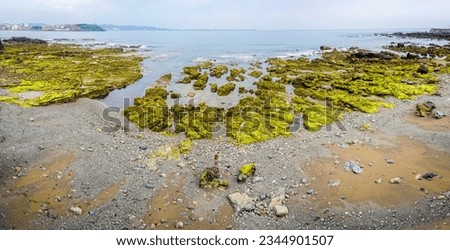 Young and blonde woman walking among the rocks full of algae of an intense green color