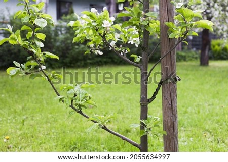 Young blooming apple-tree supported by stake