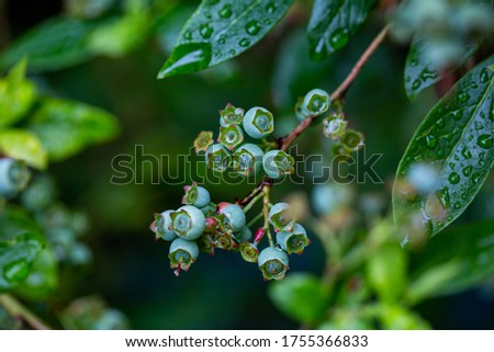 Young blue berries in the rain