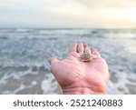 young Blue crab on human hand, Serrated Mud crab in hand on sea background, Release young crab back to the sea, Little crab on hand before release into the sea.