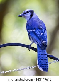 Young Blue Jay Bird On Feeder