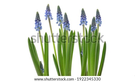 young blue muscari armeniacum flowers in a line on white background.
