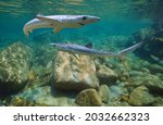 Young blue sharks underwater, Prionace glauca, Atlantic ocean, Galicia, Spain