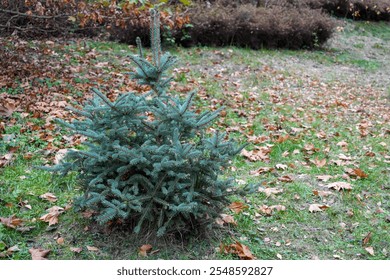 A young blue spruce tree growing in a grassy area, surrounded by fallen autumn leaves. The natural setting highlights seasonal colors and contrasts, perfect for themes of nature and growth. - Powered by Shutterstock