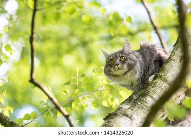 Young Blue Tabby Maine Coon Cat Stock Photo 1414326020 | Shutterstock