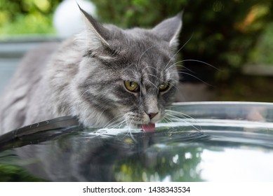 young blue tabby maine coon kitten drinking water outdoors from a metal bowl sticking out tongue