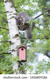 young blue tabby maine coon cat balancing on branch of a birch tree next to a bird house in the back yard trying to reach it