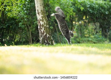 Young Blue Tabby Maine Coon Cat With White Paws And Fluffy Tail Jumping Down A Birch Tree In The Back Yard Landing On Lawn