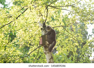 young blue tabby maine coon cat climbing on birch tree trying to reach bird house on a sunny day surrounded by leaves