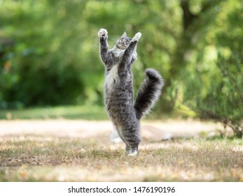 Young Blue Tabby Maine Coon Cat With White Paws Playing Outdoors In The Garden Moving Up Jumping Raising Paws To Catch Something