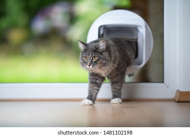 Young Blue Tabby Maine Coon Cat Coming Home Passing Through Cat Flap In Window In Front Of Garden Looking Ahead