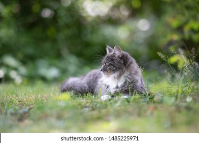young blue tabby maine coon cat with white paws and fluffy tail lying on grass outdoors in the garden looking to the side surrounded by plants and nature