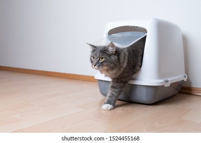 young blue tabby maine coon cat leaving gray hooded cat litter box with flap entrance standing on a wooden floor in front of white wall with copy space looking ahead