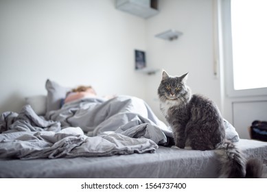 Young Blue Tabby Maine Coon Cat In Bedroom Sitting Next To Owner Waiting On Messy Bed