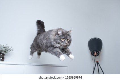 Young Blue Tabby Maine Coon Cat With White Paws Jumping Off A White Cupboard Indoors